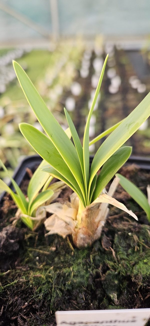 Agapanthus 'Silver Lining'