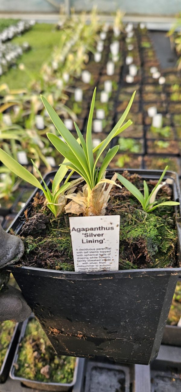 Agapanthus 'Silver Lining'
