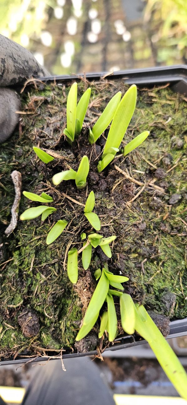 Agapanthus 'Star Quality'