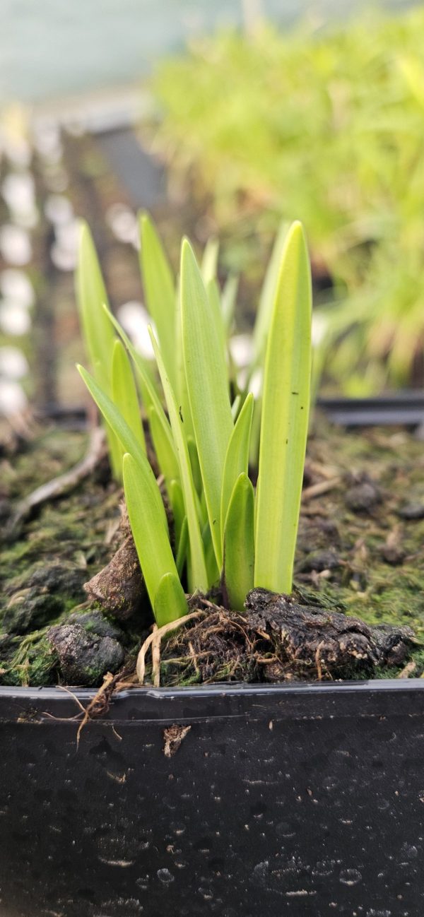 Agapanthus 'Star Quality'