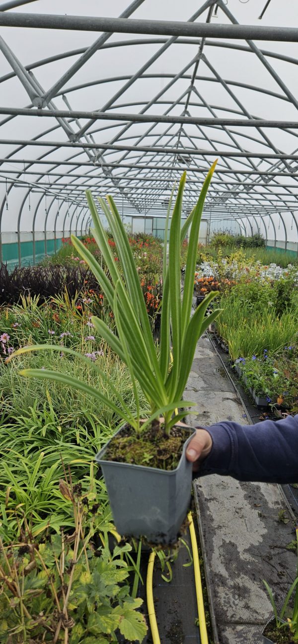 Agapanthus 'Super Star' Agapanthus 'Super Star'