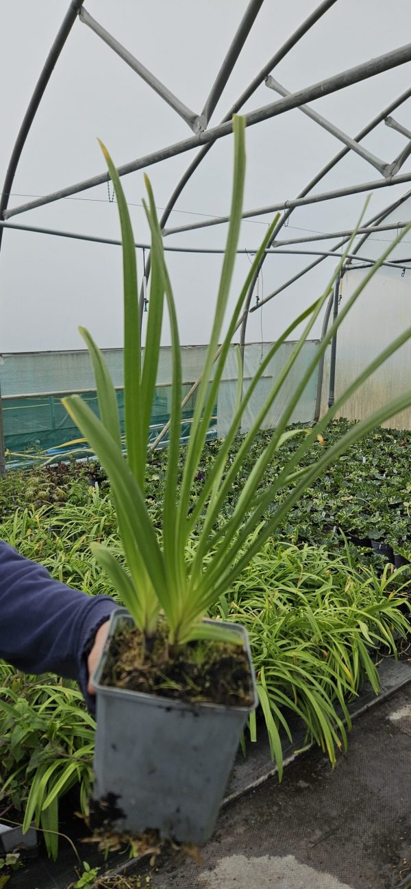 Agapanthus 'Super Star'2 Agapanthus 'Super Star'