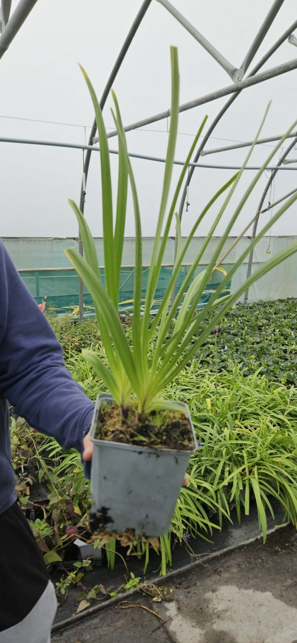 Agapanthus 'Super Star'3 Agapanthus 'Super Star'