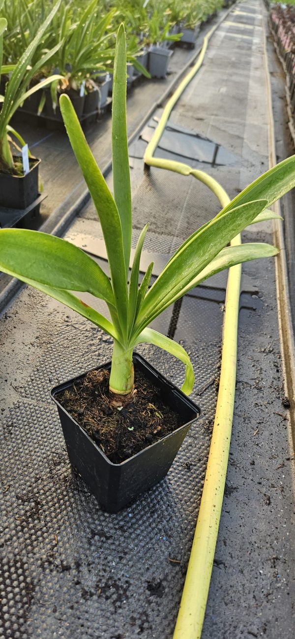 Agapanthus 'Turquoise Princess'