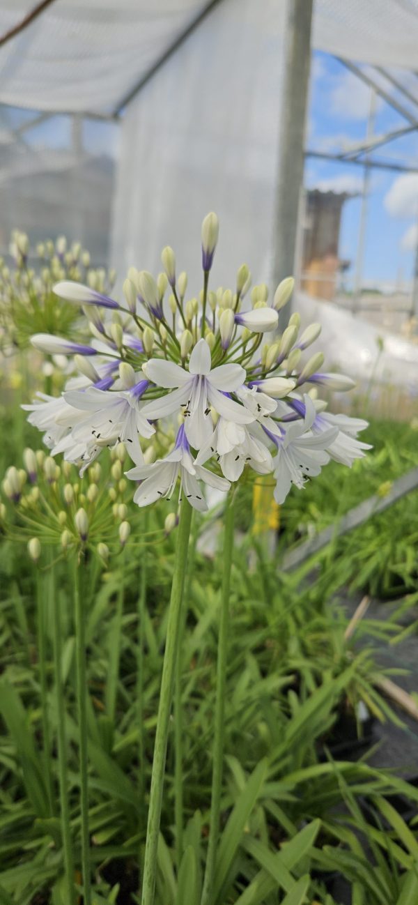 Agapanthus 'Twister'