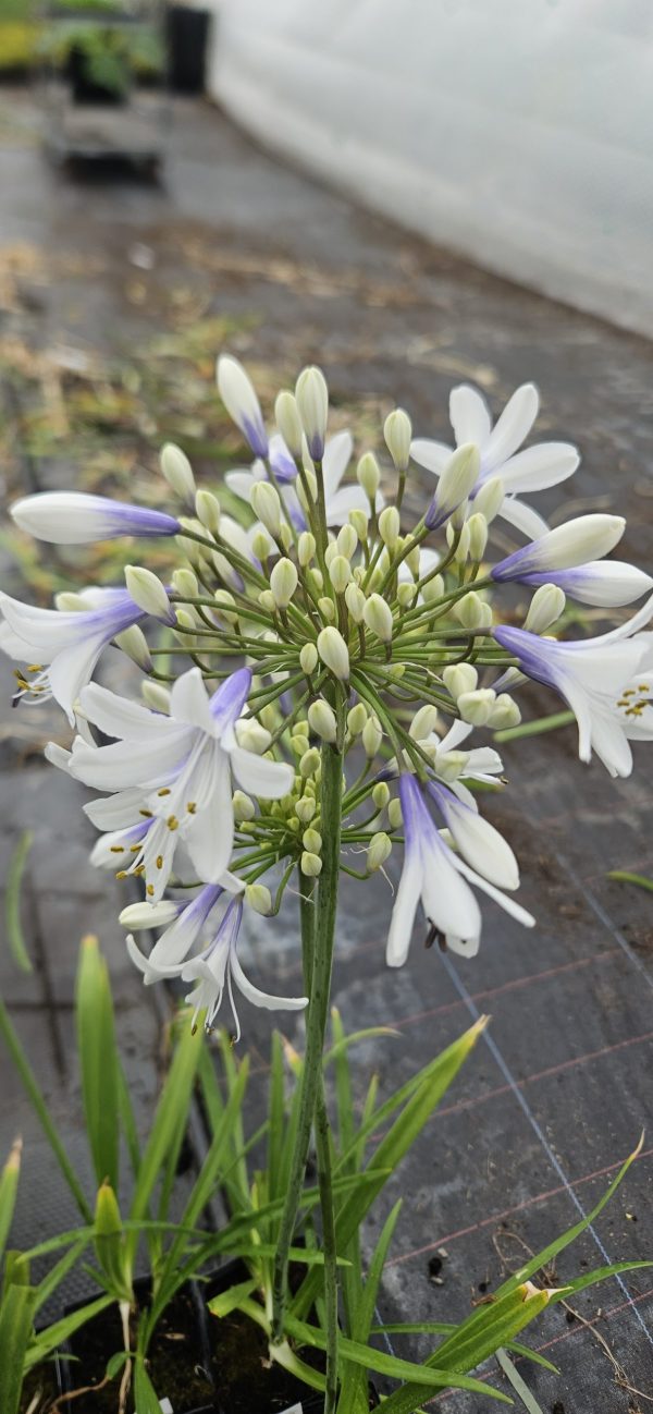 Agapanthus 'Twister'2