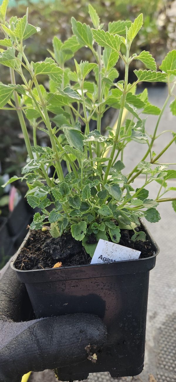 Agastache 'Apadana Orange'