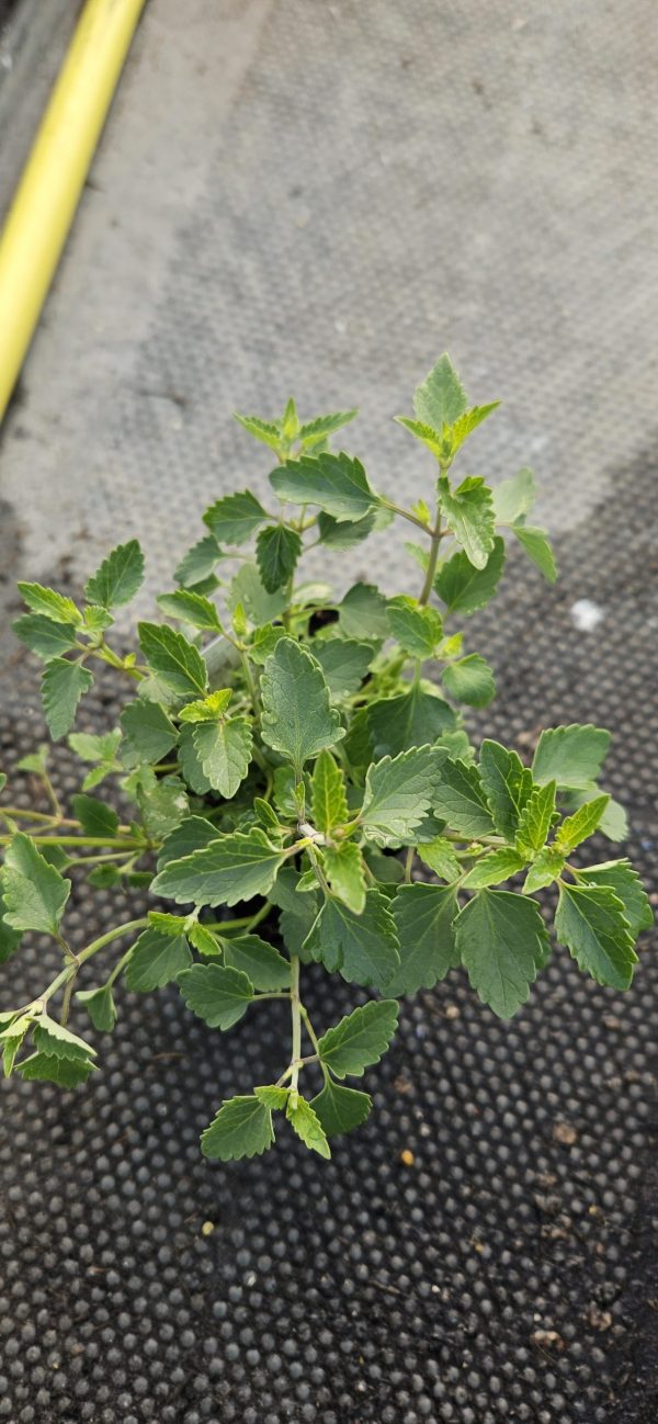 Agastache 'Apadana Orange'