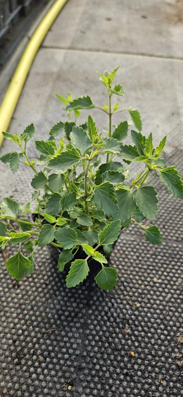 Agastache 'Apadana Orange'