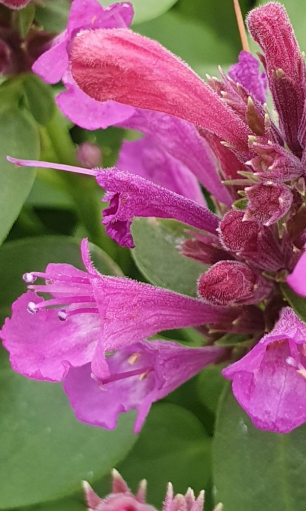 Agastache 'Apadana Rose' Agastache 'Apadana Rose'