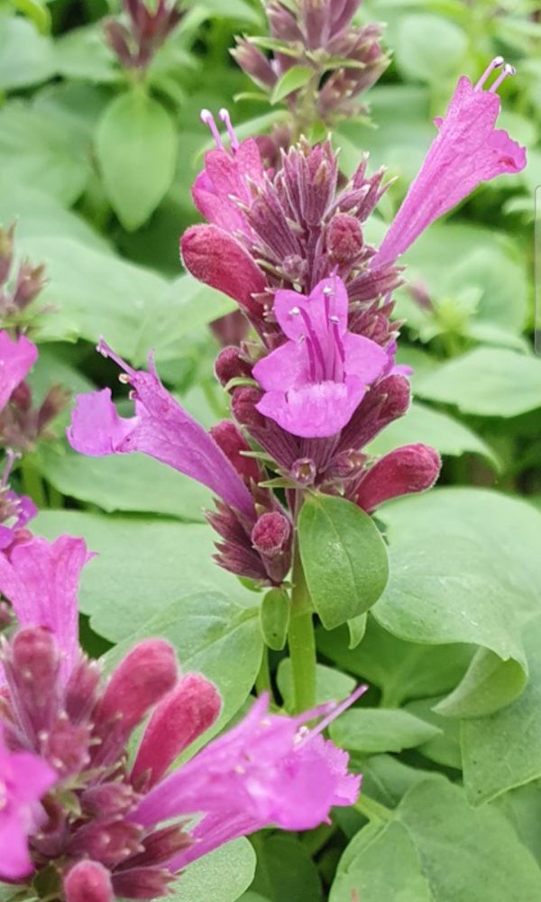 Agastache 'Apadana Rose'2 Agastache 'Apadana Rose'