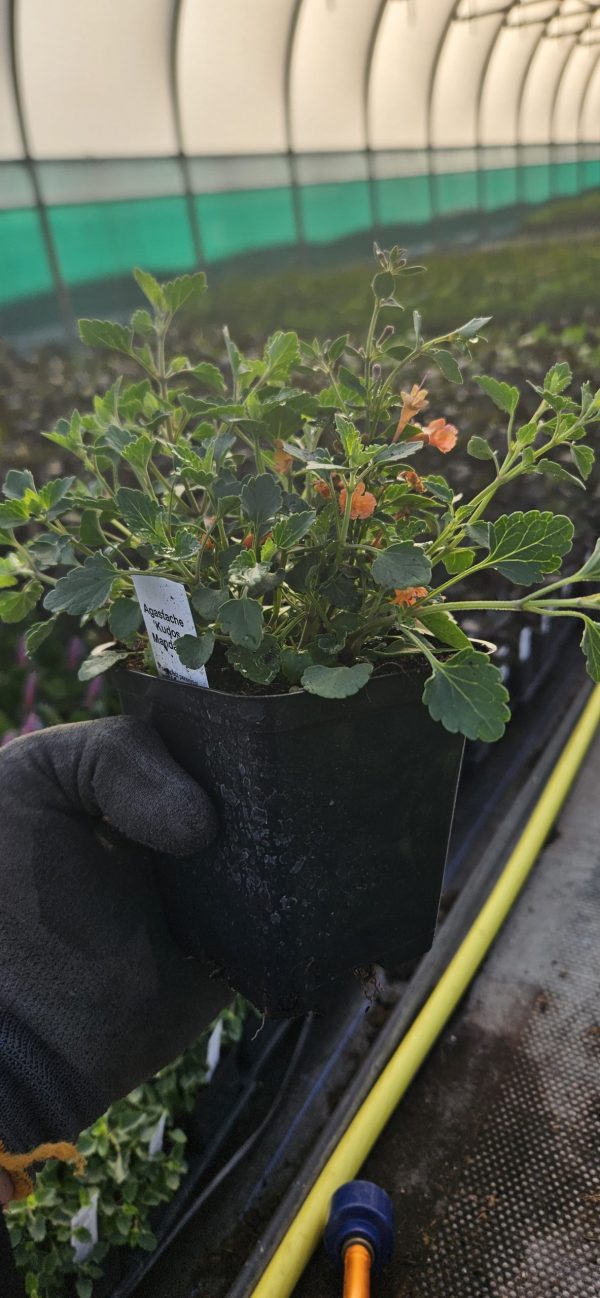 Agastache 'Kudos Mandarin' Agastache 'Kudos Mandarin'