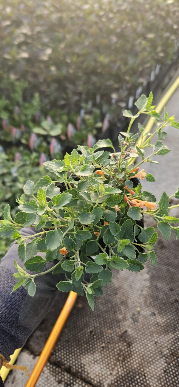 Agastache 'Kudos Mandarin'2 Agastache 'Kudos Mandarin'