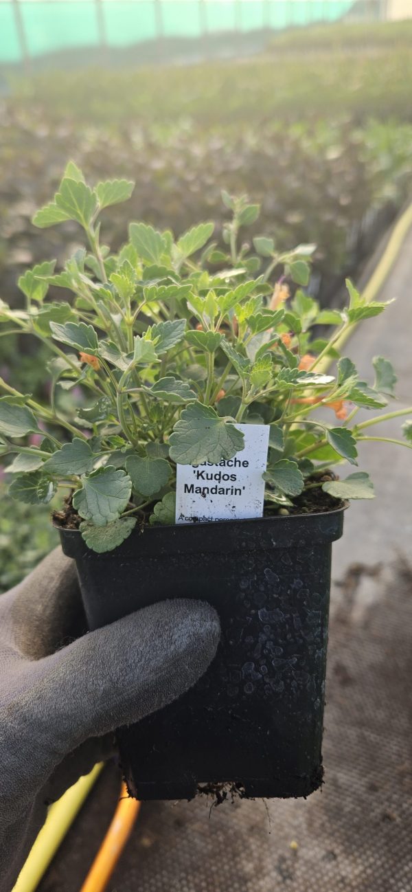Agastache 'Kudos Mandarin'3 Agastache 'Kudos Mandarin'