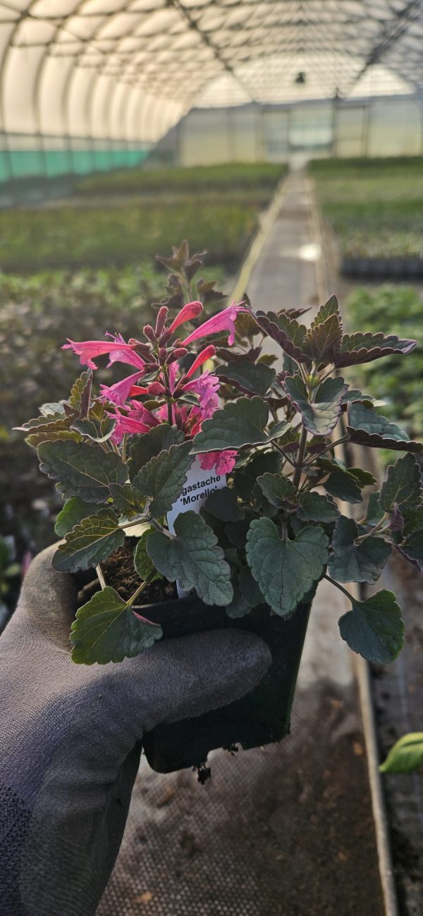 Agastache 'Morello'