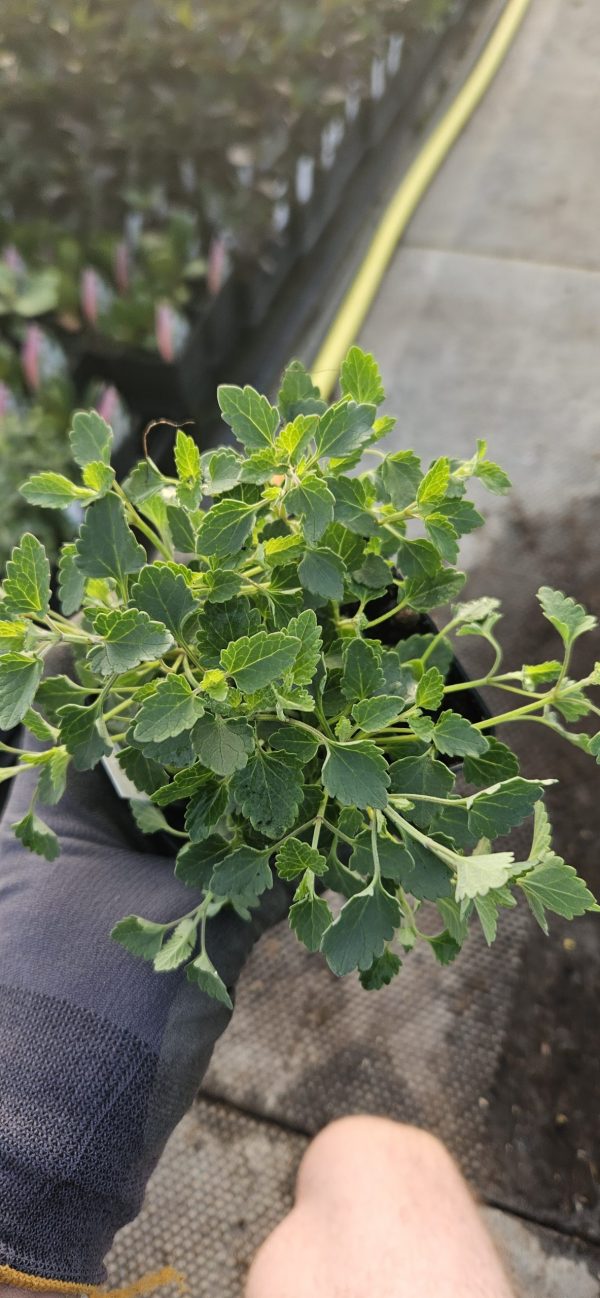 Agastache aurantiaca 'Apricot Sprite'