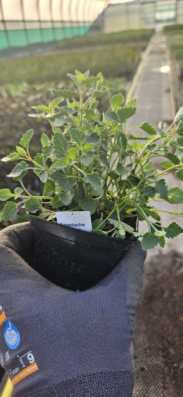 Agastache aurantiaca 'Apricot Sprite'