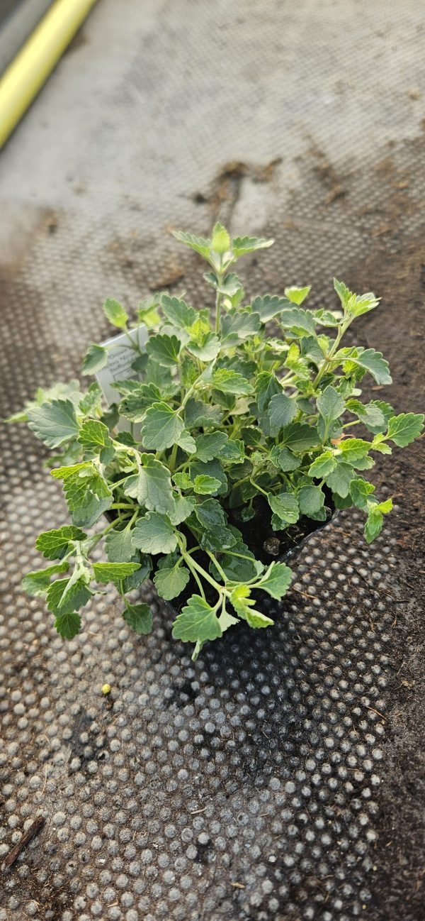 Agastache aurantiaca 'Apricot Sprite'