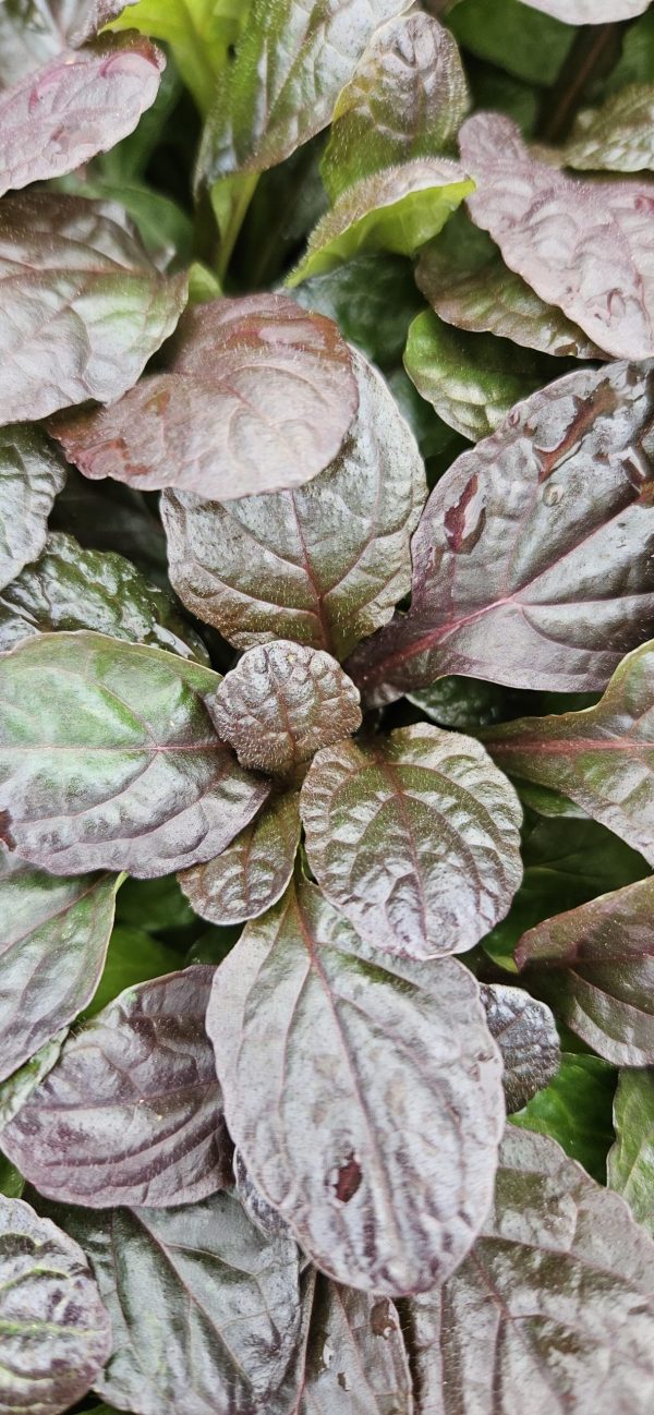 Ajuga reptans 'Midnight Mystery' Ajuga reptans 'Midnight Mystery'