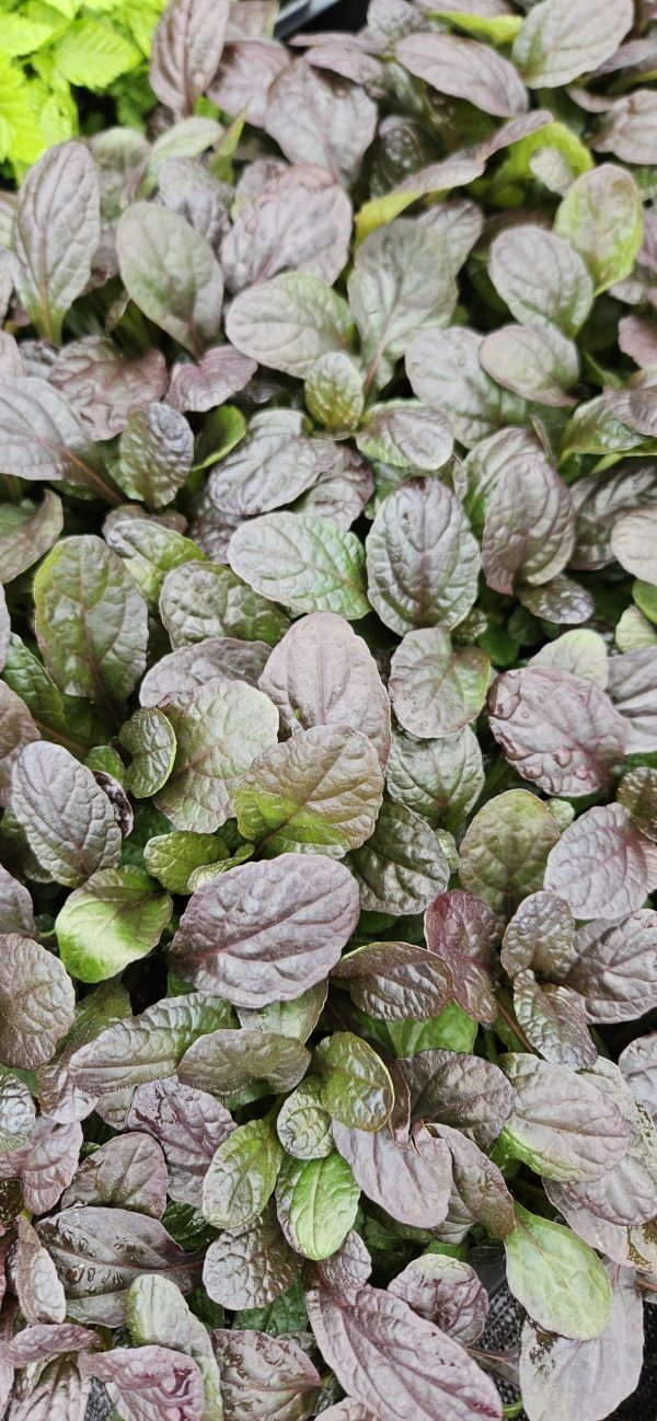 Ajuga reptans 'Midnight Mystery' 2 Ajuga reptans 'Midnight Mystery'