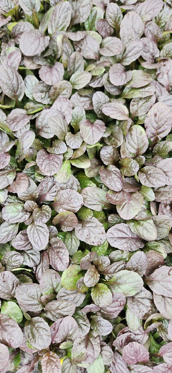 Ajuga reptans 'Midnight Mystery' 3 Ajuga reptans 'Midnight Mystery'