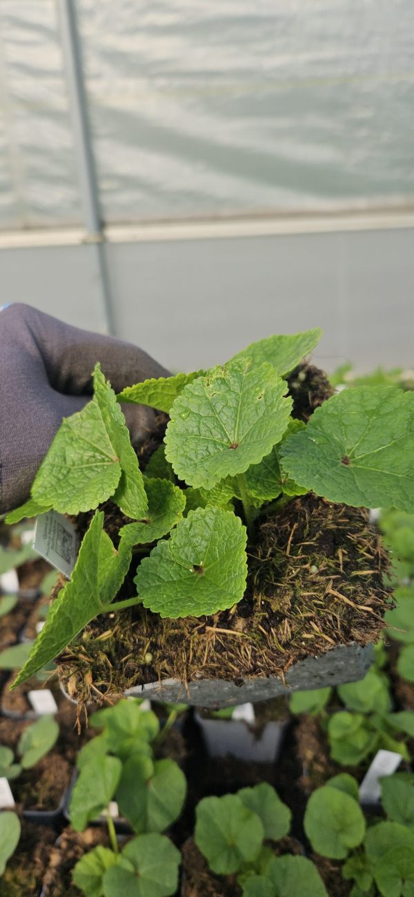 Alcea 'Chaters Double Apricot' Alcea 'Chaters Double Apricot'