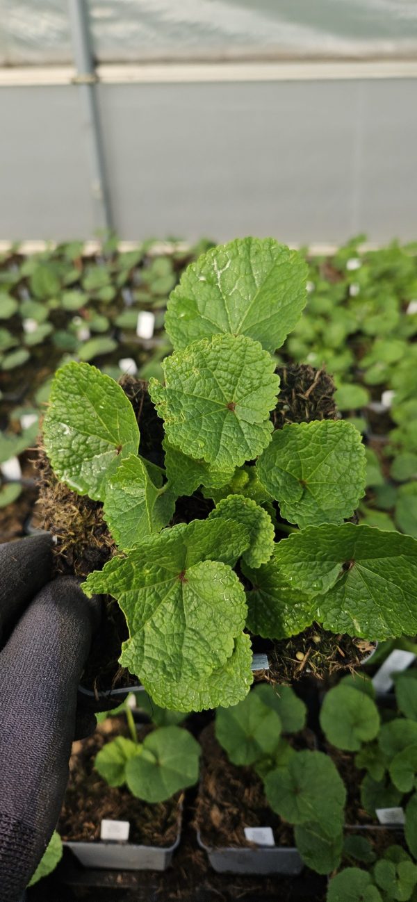 Alcea 'Chaters Double Apricot'2 Alcea 'Chaters Double Apricot'