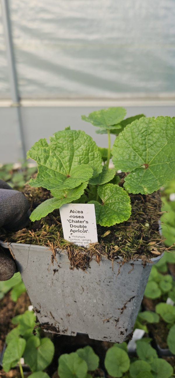 Alcea 'Chaters Double Apricot'3 Alcea 'Chaters Double Apricot'