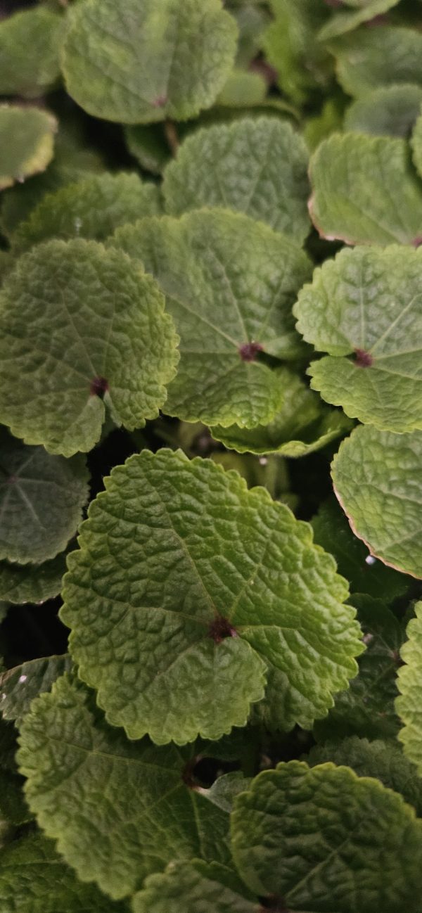 Alcea 'Chaters Double Pink' Alcea 'Chaters Double Pink'