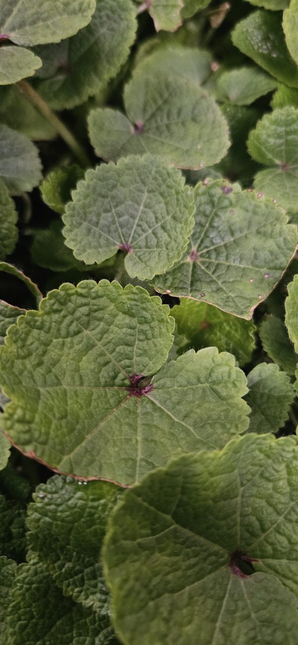 Alcea 'Chaters Double Pink'2 Alcea 'Chaters Double Pink'