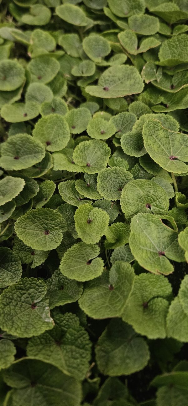 Alcea 'Chaters Double Pink'3 Alcea 'Chaters Double Pink'