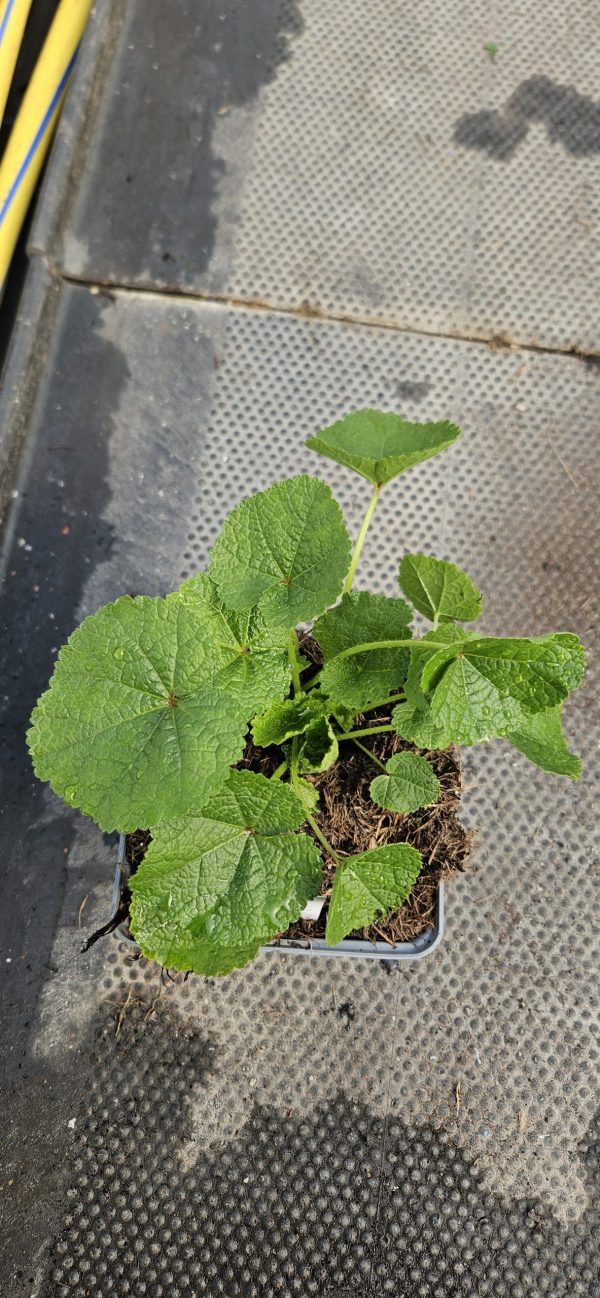 Alcea 'Chaters Double 'Violet'2 Alcea 'Chaters Double 'Violet'