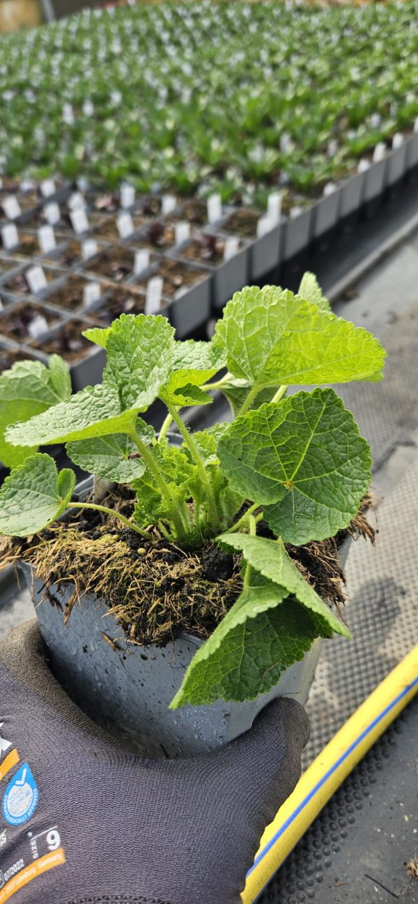 Alcea rosea 'Chater's Double Maroon' Alcea rosea 'Chater's Double Maroon'