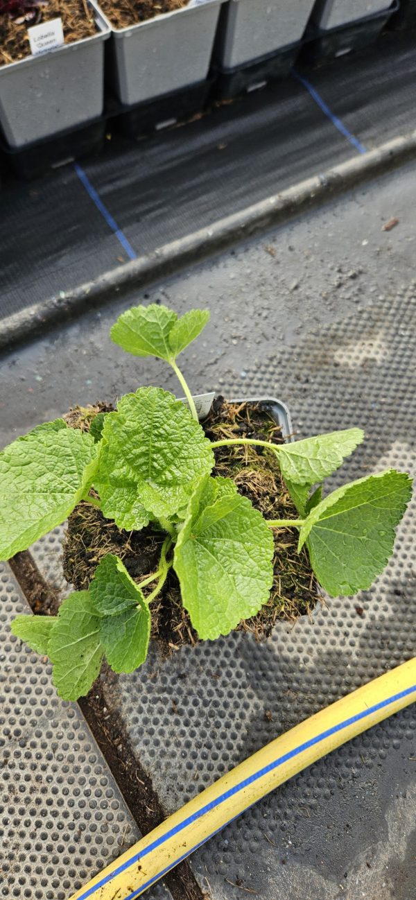 Alcea rosea 'Chater's Double Maroon'2 Alcea rosea 'Chater's Double Maroon'