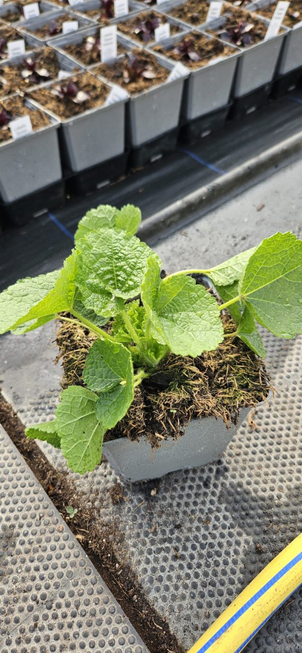 Alcea rosea 'Chater's Double Maroon'3 Alcea rosea 'Chater's Double Maroon'