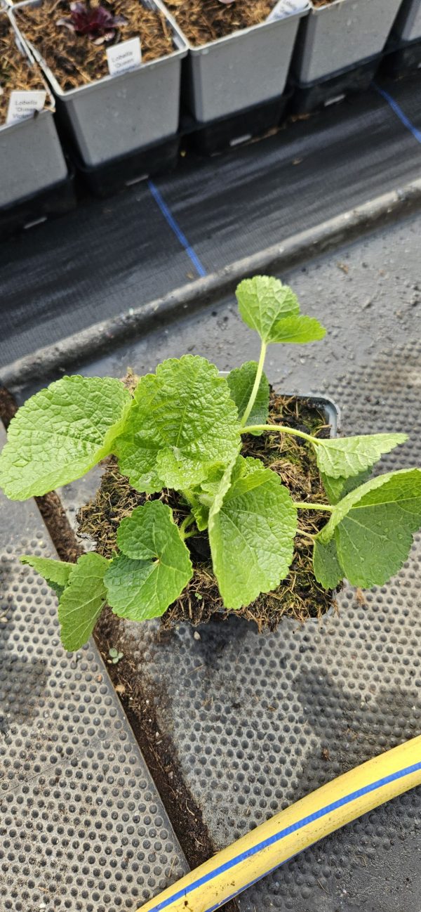 Alcea rosea 'Chater's Double Purple' Alcea rosea 'Chater's Double Purple'