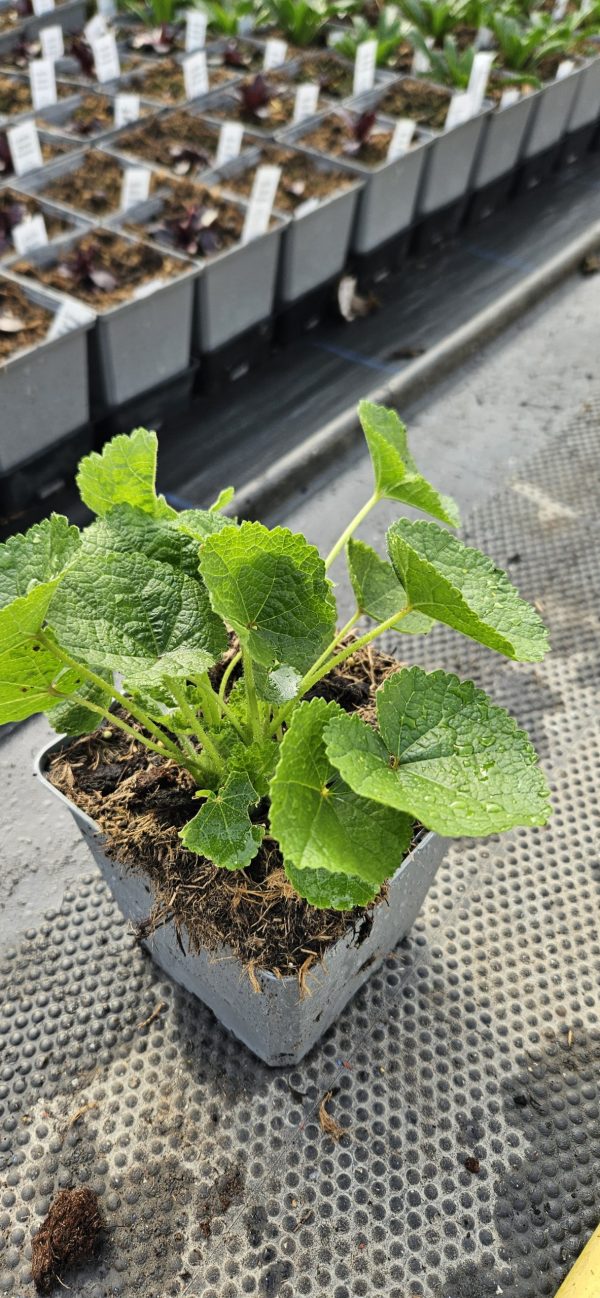 Alcea rosea 'Chater's Double Rose'