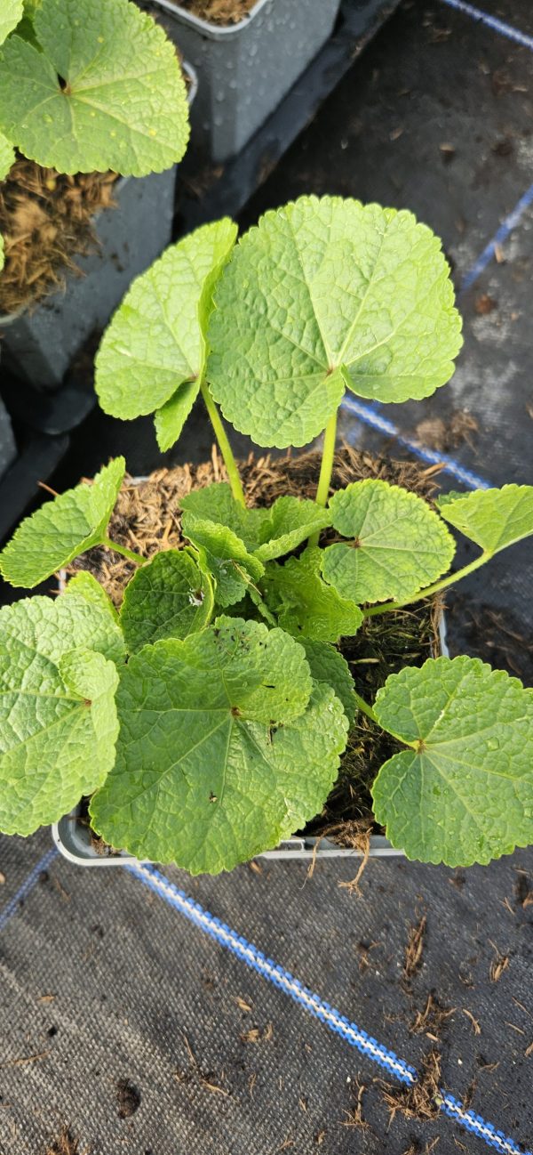 Alcea rosea 'Chater's Double Salmon Pink' Alcea rosea 'Chater's Double Salmon Pink'