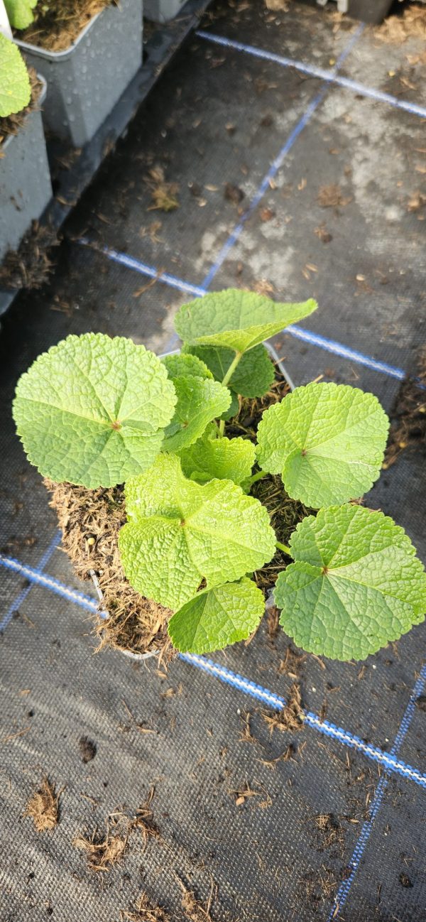 Alcea rosea 'Chater's Double Yellow'2 Alcea rosea 'Chater's Double Yellow'