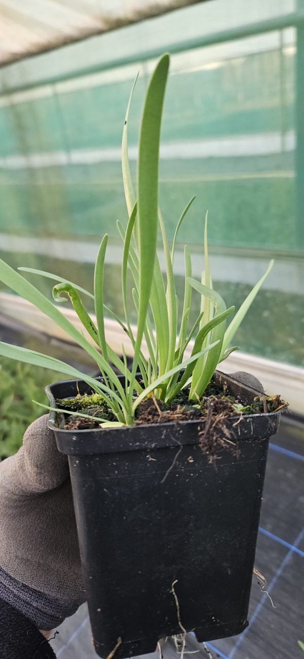 Allium 'Lavender Bubbles'