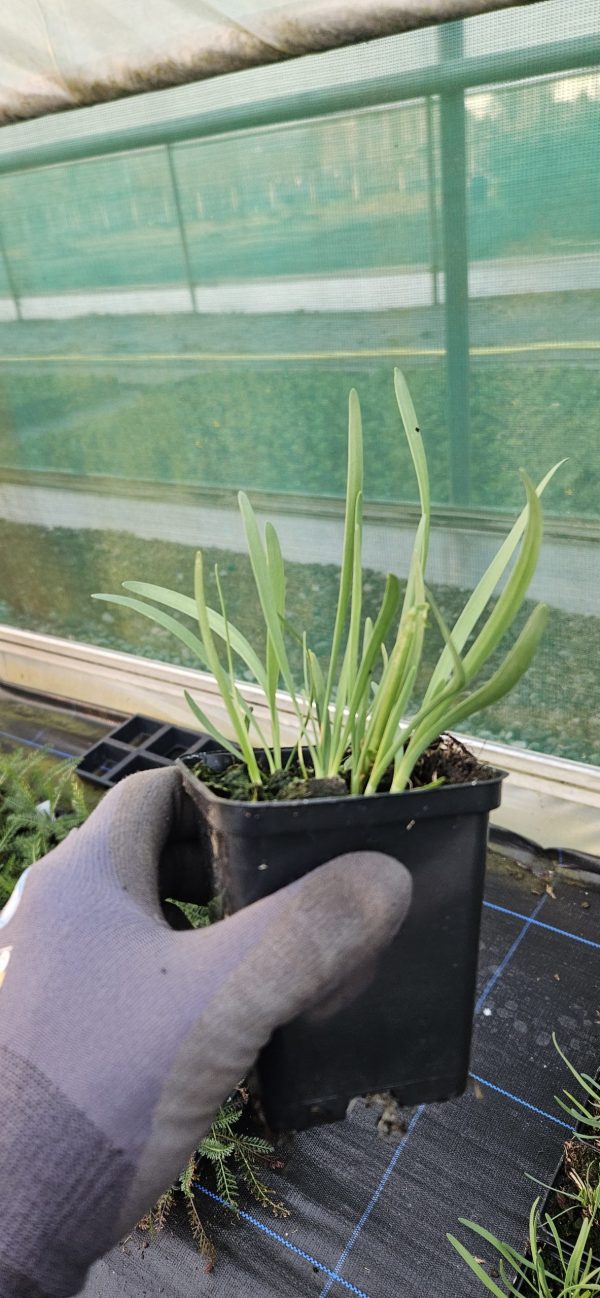 Allium 'Lavender Bubbles'
