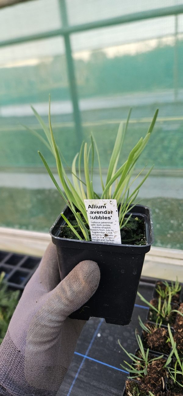 Allium 'Lavender Bubbles'