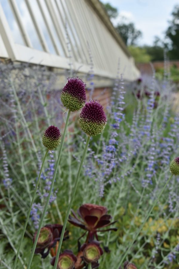 Allium sphaerocephalon