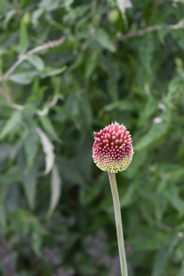 Allium sphaerocephalon