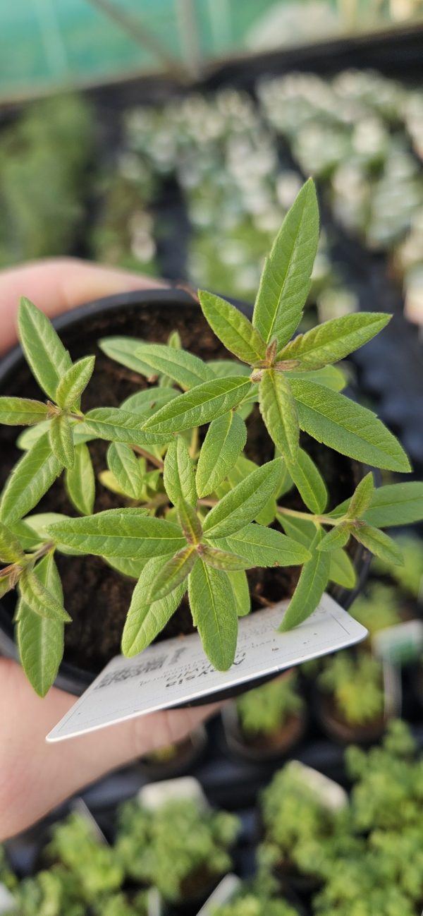 Aloysia citrodora Lemon Verbena Aloysia citrodora Lemon Verbena