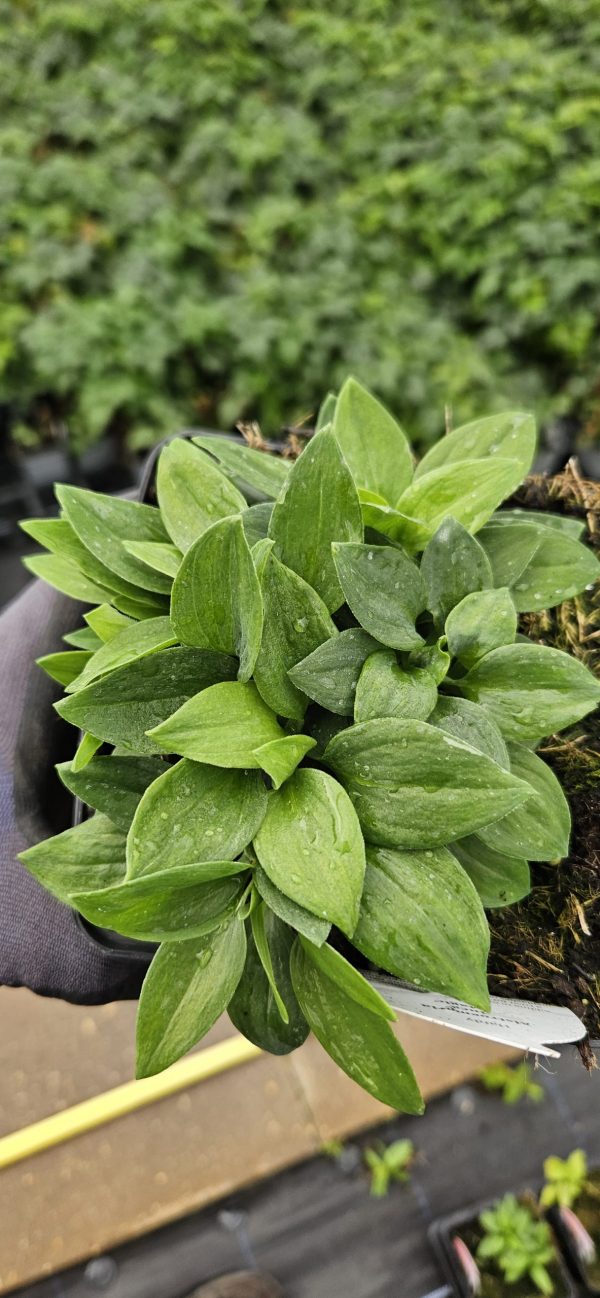 Alstroemeria 'Inca Magic'