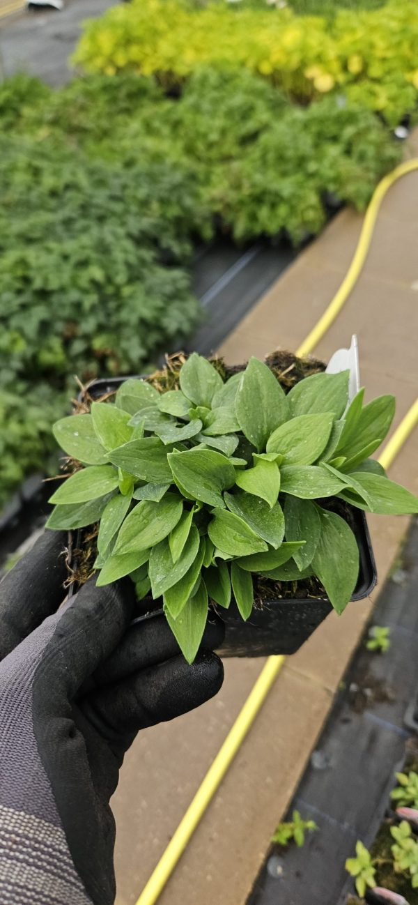 Alstroemeria 'Inca Magic'