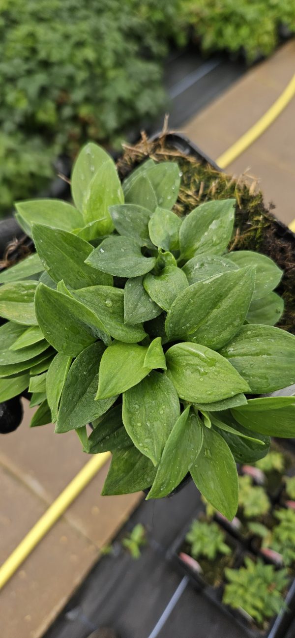 Alstroemeria 'Inca Magic'