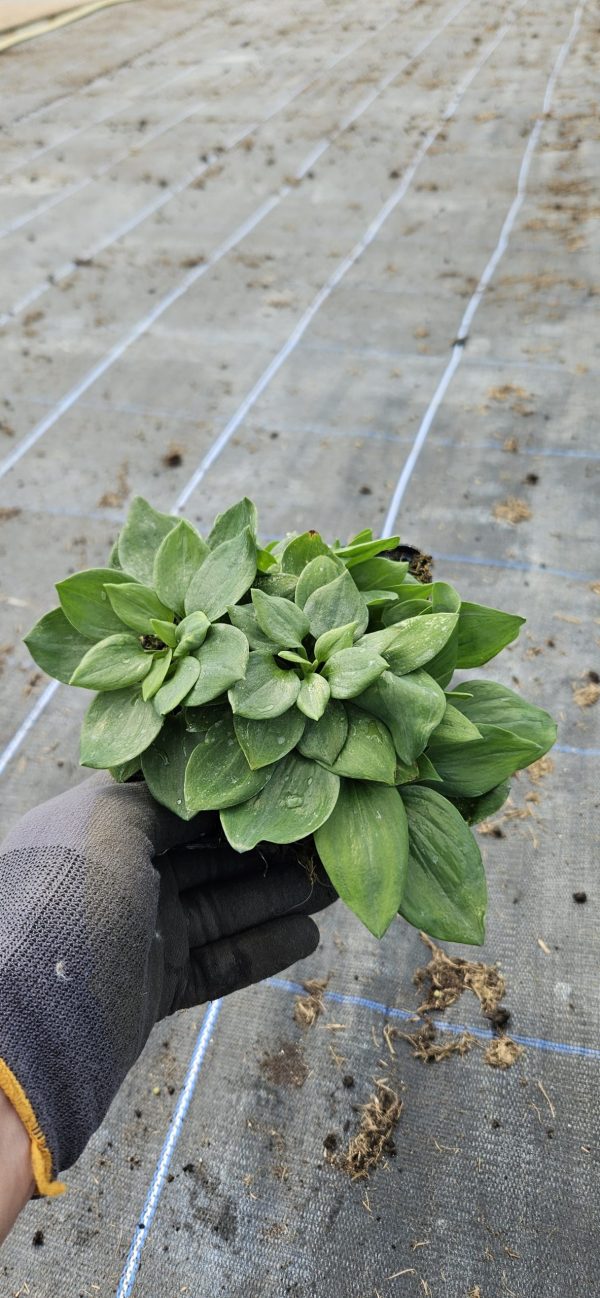 Alstroemeria 'Inca Vito'
