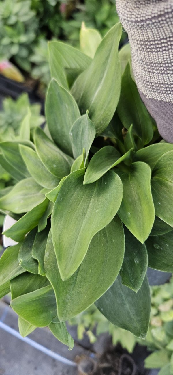 Alstroemeria Inticancha 'Cabana' Alstroemeria Inticancha 'Cabana'